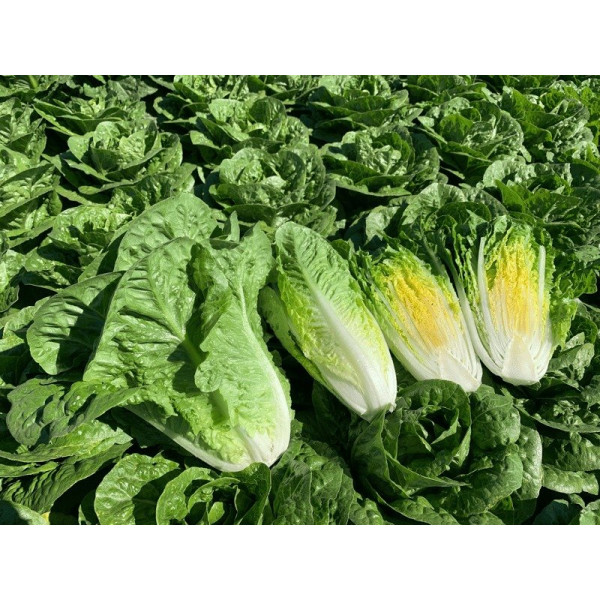 Тіпікал — салат типу Ромен насичено зелений (Syngenta)