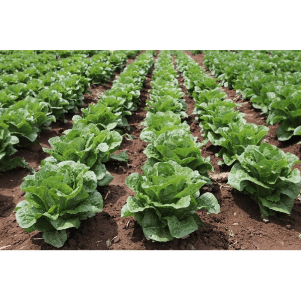 Тіпікал — салат типу Ромен насичено зелений (Syngenta)