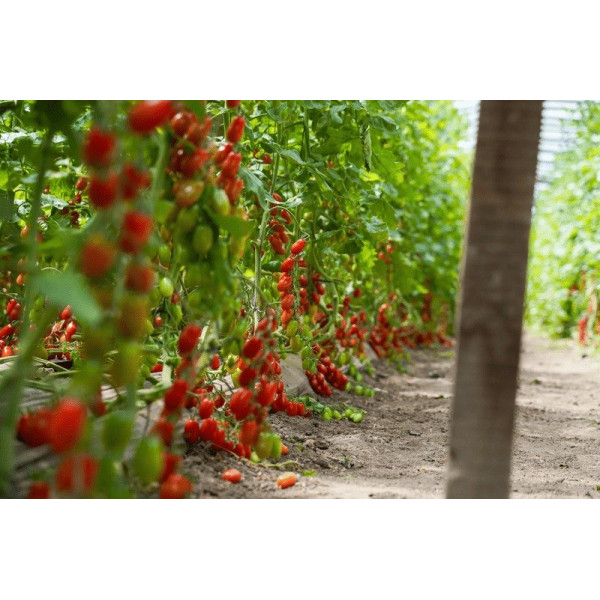Корбін F1 — черрі томат індетермінантний (Syngenta)
