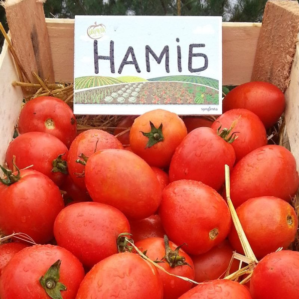 Наміб F1 — томат детермінантний (Syngenta)