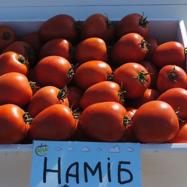 Наміб F1 — томат детермінантний (Syngenta)