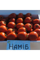 Наміб F1 — томат детермінантний (Syngenta)