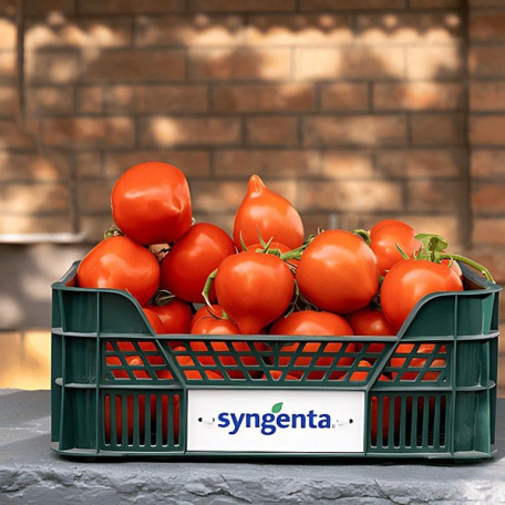 Пеконет F1 — томат напівдетермінантний (Syngenta)