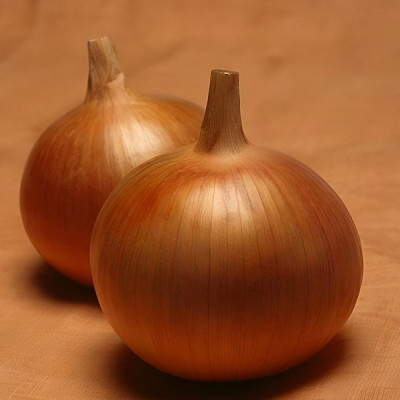Бонус F1 — цибуля ріпчаста рання (Takii Seeds)