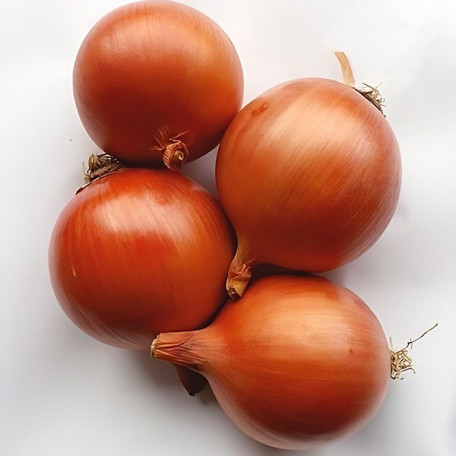 Борнео F1 — цибуля ріпчаста середньопізня (Takii Seeds)