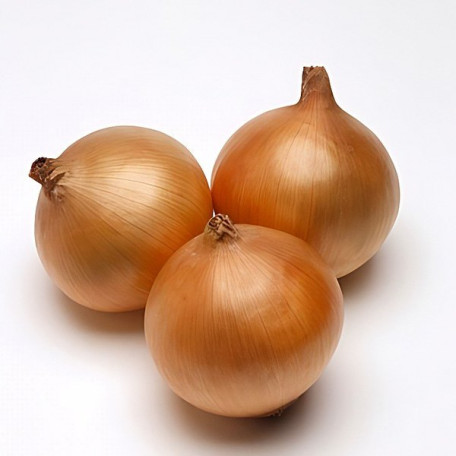 Рекс F1 — цибуля ріпчаста рання (Takii Seeds)