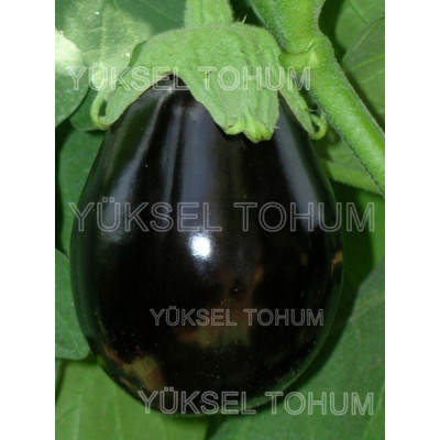 Візир F1 — баклажан (Yuksel)
