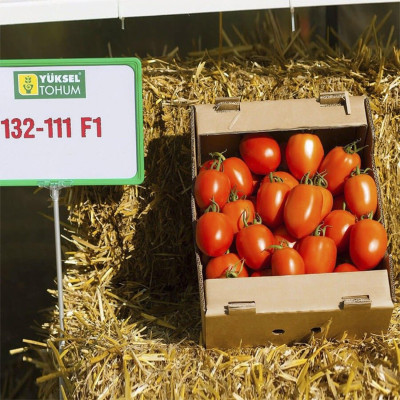 Колеос (132-111) F1 — томат індетермінантний (Yuksel)