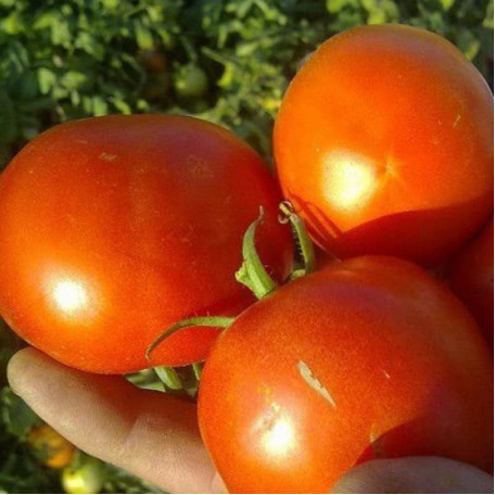 Саргас F1 — томат детермінантний (Yuksel)