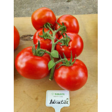 БОБКАТ F1 — насіння томата детермінантного (Syngenta)