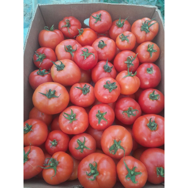 БЕЛЛА РОСА F1 — насіння томата детермінантного середньораннього (Syngenta)