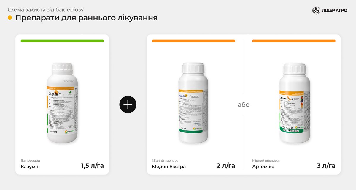 Схема захисту від бактеріозу капусти: препарати для раннього лікування — бактерицид Казумін 1,5 л/га + мідний препарат Медян Екстра 2 л/га або Артемікс 3 л/га