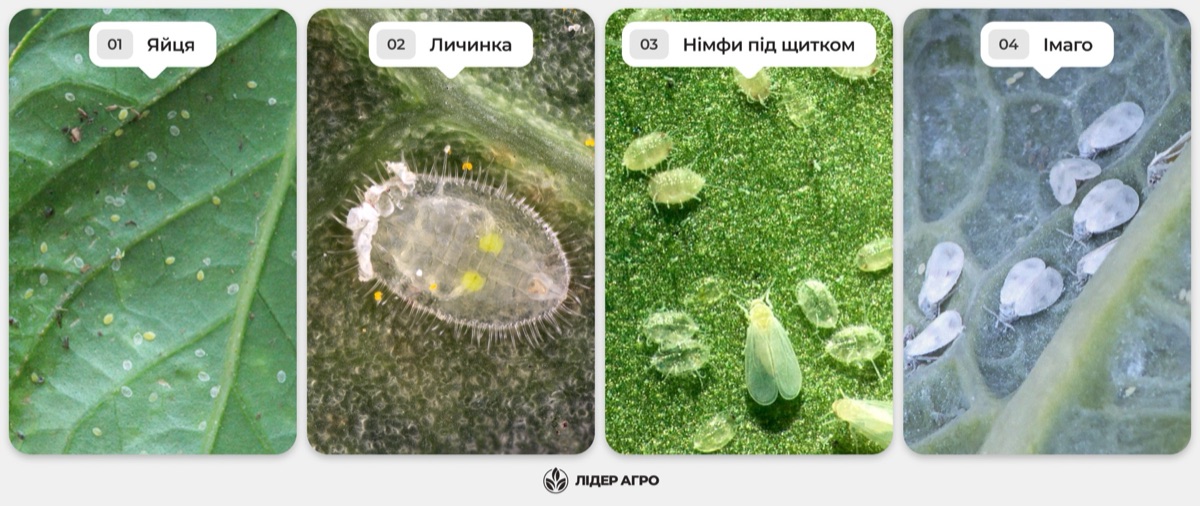 Стадії розвитку білокрилки: 1) яйця, викладені дугою на листі; 2) личинка — пласка напівпрозора лусочка; 3) німфи під щитком; 4) імаго — дорослі білі комахи з восковим нальотом